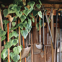 Buy canvas prints of Hedra Ivy growing among gardening tools in a shed. by Liam Grant