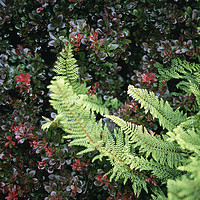 Buy canvas prints of Fern growing in an english garden. UK. by Liam Grant