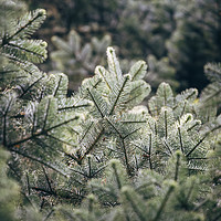 Buy canvas prints of Detail of a Noble Fir tree (Abies Procera). Norfol by Liam Grant