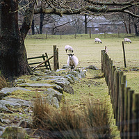 Buy canvas prints of Swaledale sheep stood alert. Cumbria, UK. by Liam Grant