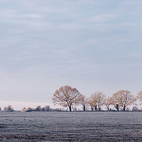 Buy canvas prints of Row of trees in a frosty field lit by the sunrise. by Liam Grant