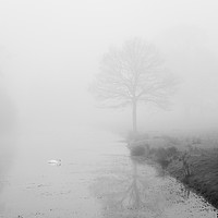 Buy canvas prints of Swan on a river in fog. Norfolk, UK. by Liam Grant