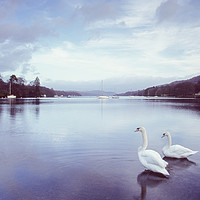 Buy canvas prints of Swans on the shore of Lake Windermere at dawn. Cum by Liam Grant