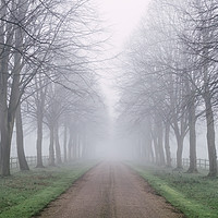 Buy canvas prints of Avenue of trees beside a country road in fog. Norf by Liam Grant