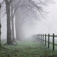 Buy canvas prints of Fence beside an avenue of trees in fog. Norfolk, U by Liam Grant