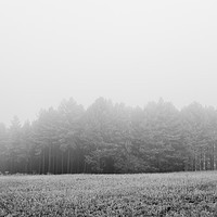 Buy canvas prints of Trees and fog on a frosty morning. Santon Downham, by Liam Grant