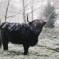 Buy canvas prints of Black highland cow covered in frost on a winters m by Liam Grant