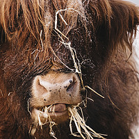 Buy canvas prints of Highland cow feeding on straw on a frosty winters  by Liam Grant