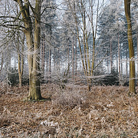 Buy canvas prints of Woodland covered in frost. Norfolk, UK. by Liam Grant