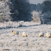 Buy canvas prints of Sheep grazing a frost covered field. Norfolk, UK. by Liam Grant