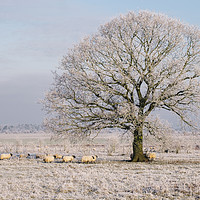 Buy canvas prints of Sheep gathered under a tree covered in a thick hoa by Liam Grant