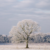 Buy canvas prints of Tree covered in a thick hoar frost. Norfolk, UK. by Liam Grant