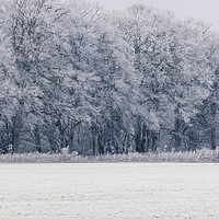 Buy canvas prints of Edge of a woodland covered in a thick hoar frost.  by Liam Grant