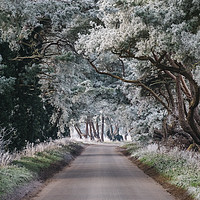 Buy canvas prints of Hoar frost covered trees lining a rural road. Norf by Liam Grant