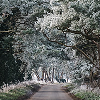Buy canvas prints of Hoar frost covered trees lining a rural road. Norf by Liam Grant