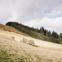 Buy canvas prints of Trees on a sunlit hillside. Derbyshire, UK. by Liam Grant