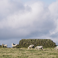 Buy canvas prints of Sheep beside a drystone wall at sunset. Derbyshire by Liam Grant