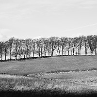 Buy canvas prints of Trees on the horizon of a hill. Derbyshire, UK. by Liam Grant