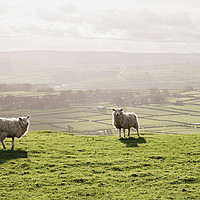 Buy canvas prints of Sunlit sheep on a hilltop at sunset. Derbsyhire, U by Liam Grant