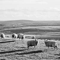 Buy canvas prints of Sunlit sheep on a hilltop at sunset. Derbsyhire, U by Liam Grant