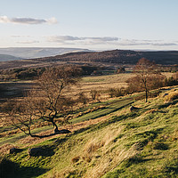 Buy canvas prints of Trees on a hillside at sunset. Upper Padley, Derby by Liam Grant
