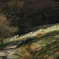 Buy canvas prints of Stone footpath and grazing sheep. Edale, Derbyshir by Liam Grant