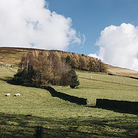 Buy canvas prints of Grazing sheep and trees on a hillside. Edale, Derb by Liam Grant