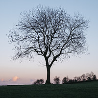 Buy canvas prints of Tree on a hilltop above Matlock silhouetted at twi by Liam Grant