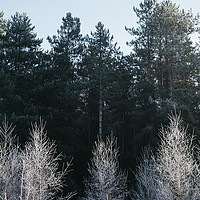 Buy canvas prints of Young trees covered in a thick white frost. Norfol by Liam Grant