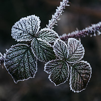 Buy canvas prints of Detail of wild Bramble leaves covered in frost. No by Liam Grant