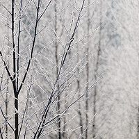 Buy canvas prints of Young trees covered in a thick white frost. Norfol by Liam Grant