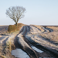 Buy canvas prints of Tree, hedge and frost covered track beside a field by Liam Grant