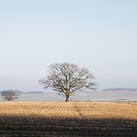 Buy canvas prints of Tree in a frost covered stubble field at sunrise.  by Liam Grant