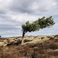 Buy canvas prints of Windswept tree and heather on Ramsley Moor. Derbys by Liam Grant