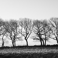 Buy canvas prints of Row of trees beside a drystone wall. Derbyshire, U by Liam Grant