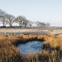 Buy canvas prints of Frozen water and reeds lit by the sunrise. Derbysh by Liam Grant