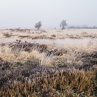 Buy canvas prints of Frozen heather in the fog at sunrise. Beeley Moor, by Liam Grant