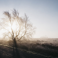 Buy canvas prints of Sunrise behind a frozen tree on Beeley Moor. Derby by Liam Grant