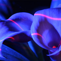 Buy canvas prints of Zantedeschia - Electric blue by Dave Hoskins