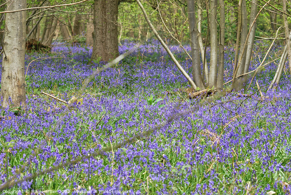 Blubell wood Picture Board by Mike Herber