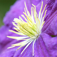 Buy canvas prints of Clematis by Mike Herber