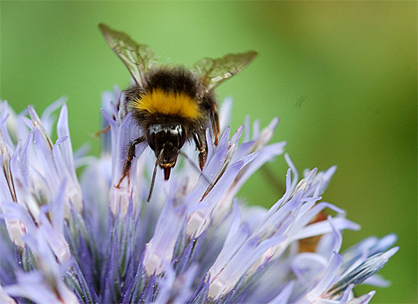 Bee on a Echinops Picture Board by Mike Herber