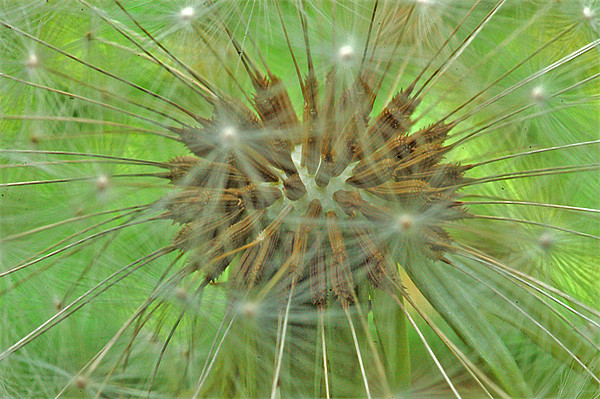 Dandelion Picture Board by Mike Herber