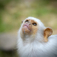Buy canvas prints of Monkey by Anth Short