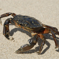 Buy canvas prints of Crab by Anth Short