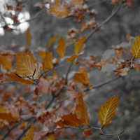 Buy canvas prints of Autumn Leaves by Anth Short