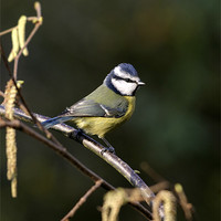 Buy canvas prints of BLUE TIT by Anthony R Dudley (LRPS)