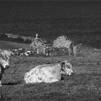 Buy canvas prints of COASTAL CATTLE by Anthony R Dudley (LRPS)