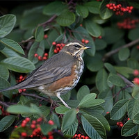 Buy canvas prints of REDWING by Anthony R Dudley (LRPS)