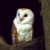 Buy canvas prints of BARN OWL IN BARN by Anthony R Dudley (LRPS)